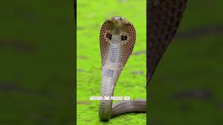Cobra vs Mamba: The Real King Revealed