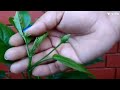 HIBISCUS PLANT CARE