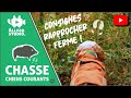 Chasse aux sangliers aux chiens courants - Consignes/Rapprocher/Ferme - Décembre 2019