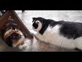 Cats Fight Over Catnip