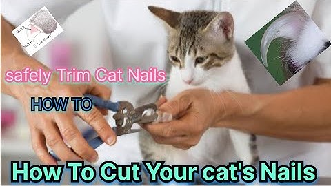 How To Cut nail of Cat |How To Trim a Cat nail by yourself ( 3 step tutorial) | the Cat butler #cat