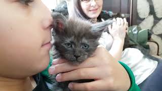 Maine Coon: O'Mailey (male) about 2 months old by Awake, alive, blessed, grateful 1,106 views 1 year ago 5 minutes