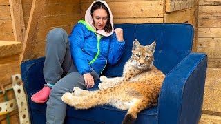 LYNXES' REACTION TO THE NEW SOFA / Tenderness with Maine Coons / Why love a pig?