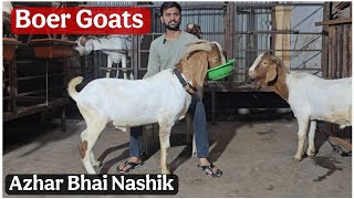 Azhar Bhai ke Quality Boer Bakre at Nashik Maharashtra | Banne wali Chiz