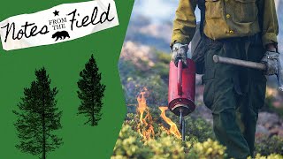 Join the Fire Line on a Controlled Burn! | Notes from the Field by The Nature Conservancy in California 2,928 views 2 years ago 5 minutes, 12 seconds