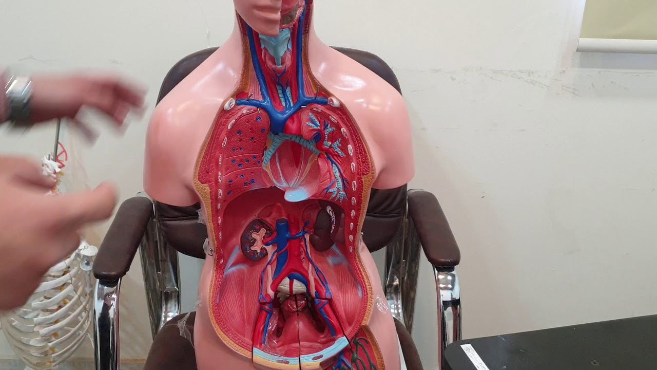 Diaphragm YouTube