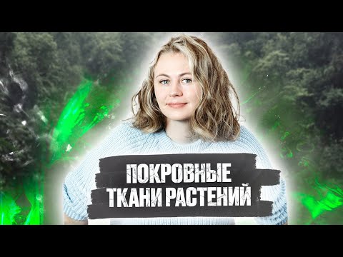 Покровные ткани растений | Биология ЕГЭ