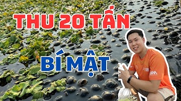 BẬT MÍ 3 ĐIỀU về mô hình Nuôi Ốc nhồi KHỦNG thu 20 tấn/năm