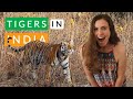 RARE sighting for INDIA | Tiger + Wild Dogs