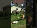 Wild Deer Wanders Into Family Backyard During Playtime