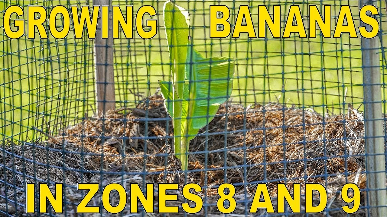 How To Grow Bananas For Fruit In Zones 8 And 9 Youtube