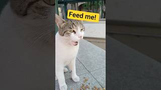 Feeding Time For A Stray