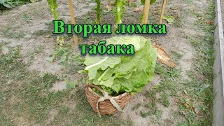 Уборка табака второго и третьего яруса