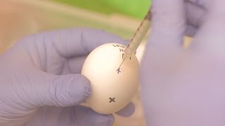How we grow flu inside an egg