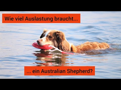 Video: Schuppen Mini Aussie Shepherds?
