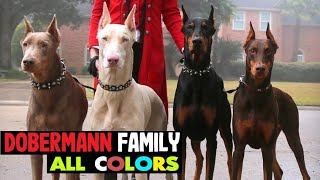DOBERMANN - SPECIAL LINES 💥 All types of COLORS | Doberman Pinschers FAMILY by Detective Dog 11,273 views 3 years ago 2 minutes, 53 seconds