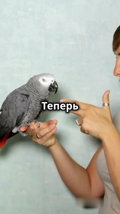 Топ 3 самых умных птиц. - YouTube