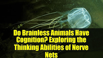 Do Brainless Animals Have Cognition? Exploring the Thinking Abilities of Nerve Nets