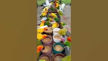 Thumbnail of beautiful colorful birds #shorts