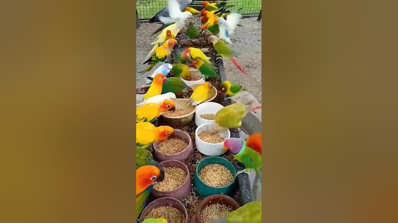 beautiful colorful birds #shorts
