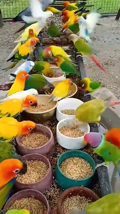 beautiful colorful birds #shorts