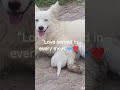 #Mama Dog feeding puppies