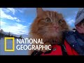 挪威的「冒險貓」最愛與主人一起享受戶外活動《國家地理》雜誌