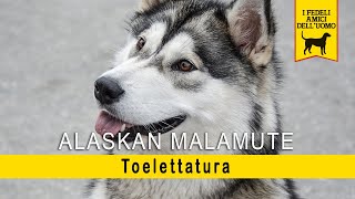 Alaskan Malamute - Toelettatura