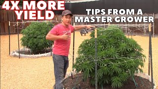Master Grower Reveals Secrets to Quadruple Cannabis Yield