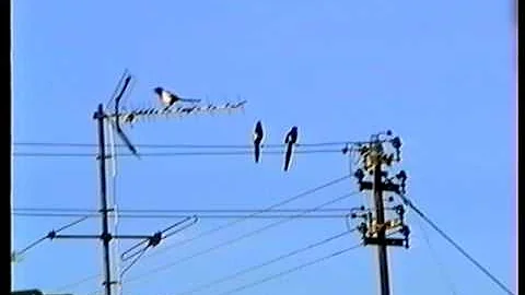 Birds magpie gazza Pica camcorder Panasonic 455 s-vhs