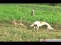 New season open coursing with working dogs  greyhound vs hare
