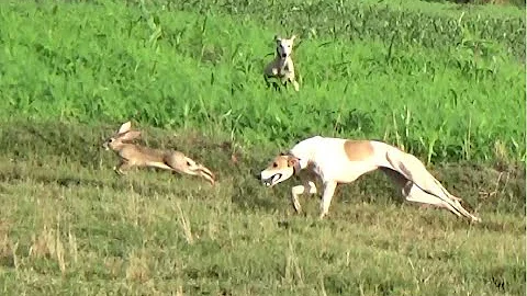 new season open coursing with working dogs | greyhound vs hare