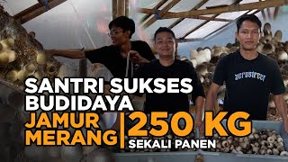 Santri Ini Budidaya Jamur Merang Tips Cara Strategi Panen Cepat & Hasil Maksimal