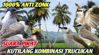 SUARA PIKAT KUTILANG RIBUT KOMBINASI KUTILANG KEJEPIT SANGAT AMPUH BNYAK YANG NYARI ANTI ZONK