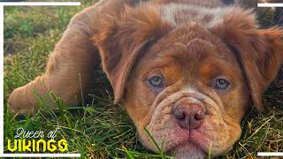 I Adopted A Puppy