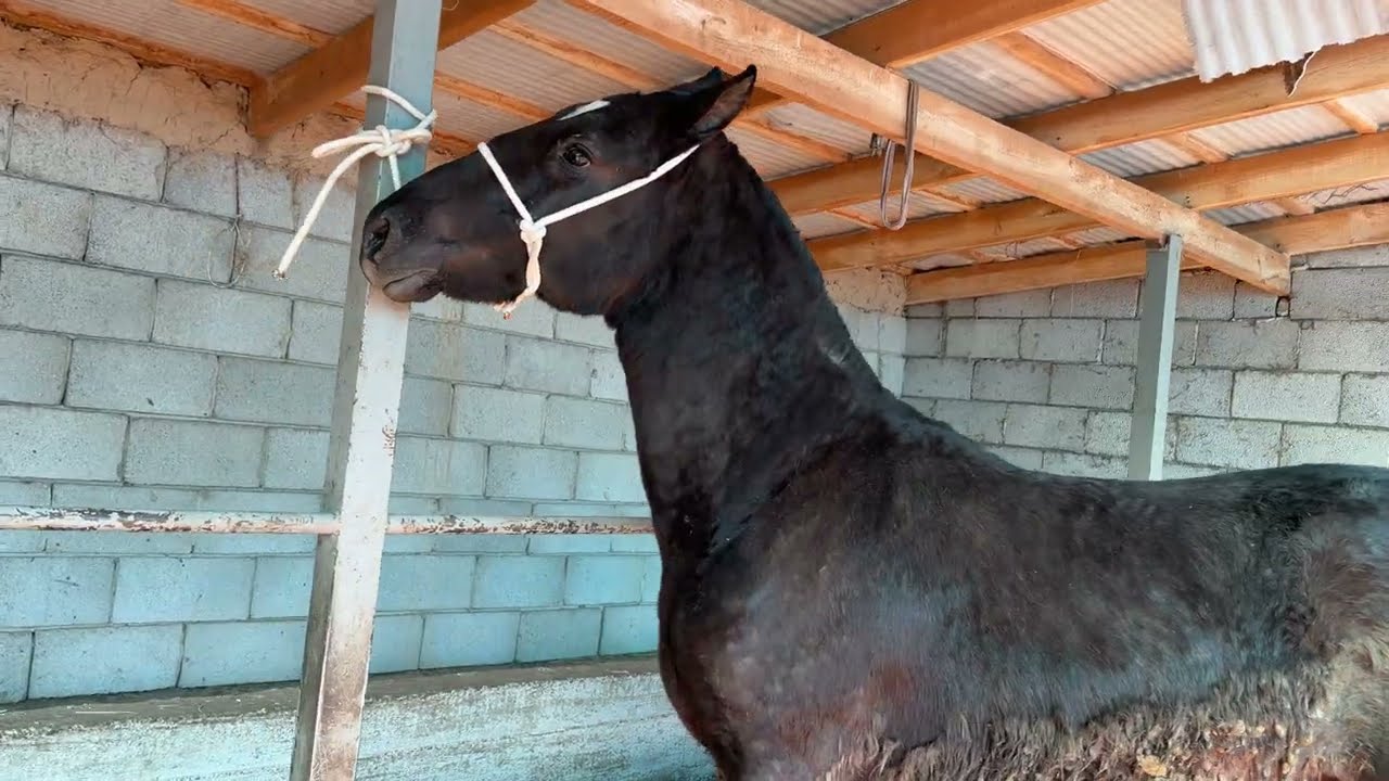 Кара кашка тай сатылат ном 0776 97 92 92!