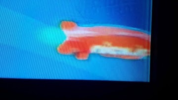 Nick Jr. Off Kids Choice Awards 2019 Screen Bug