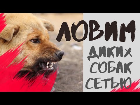 Поймать дикую собаку-можно! Ловим собак-сетью!