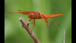 How to catch a Dragonfly