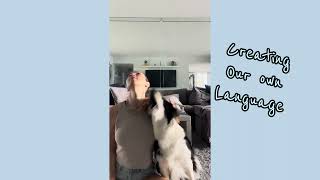 Dog Training Using Recallers Games Is the most amazing journey to become the best human for your dog