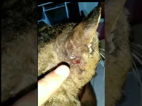 Video: Abscesy v poranění u koček