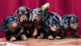 Hilarious and Adorable Dachshund Dog Compilation: 90 Moments of Laughter and Cuteness Re Upload