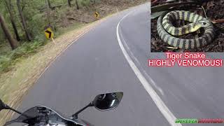 Almost Ran Over A Snake With My Motorcycle