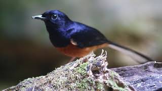 White Rumped Shama - Sri Phang Nga National Park