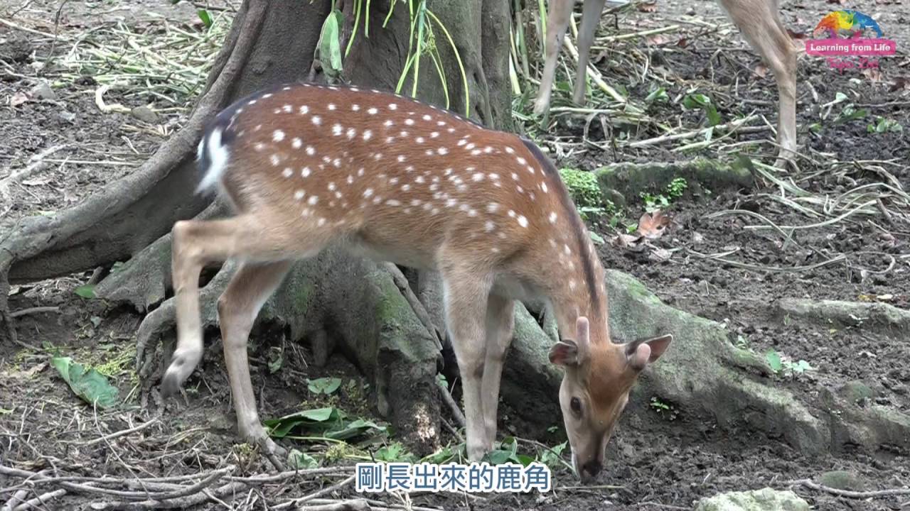 動物園出現單角梅花鹿 鹿科動物換角必經過程 Youtube 動物園出現單角梅花鹿 鹿科動物換角必經過程 Youtube