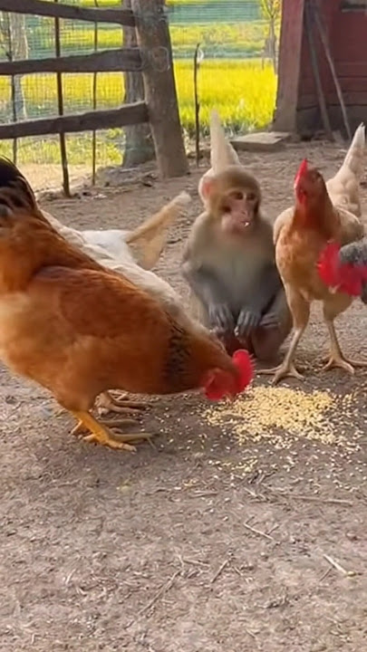 the moment the monkey disturbed the chicken while it was eating #monkey #funny #funnyanimals #animal