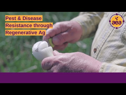 Video: Lökrosa rotbehandling - Hur man hanterar rosa rot i lökväxter