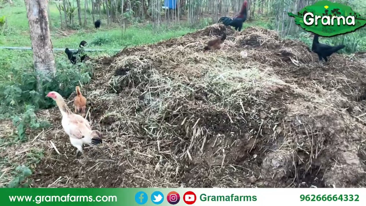 நாட்டுக்கோழி வளர்ப்பு #grama 