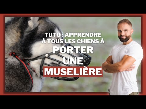 Vidéo: Comment former votre chien à porter une muselière