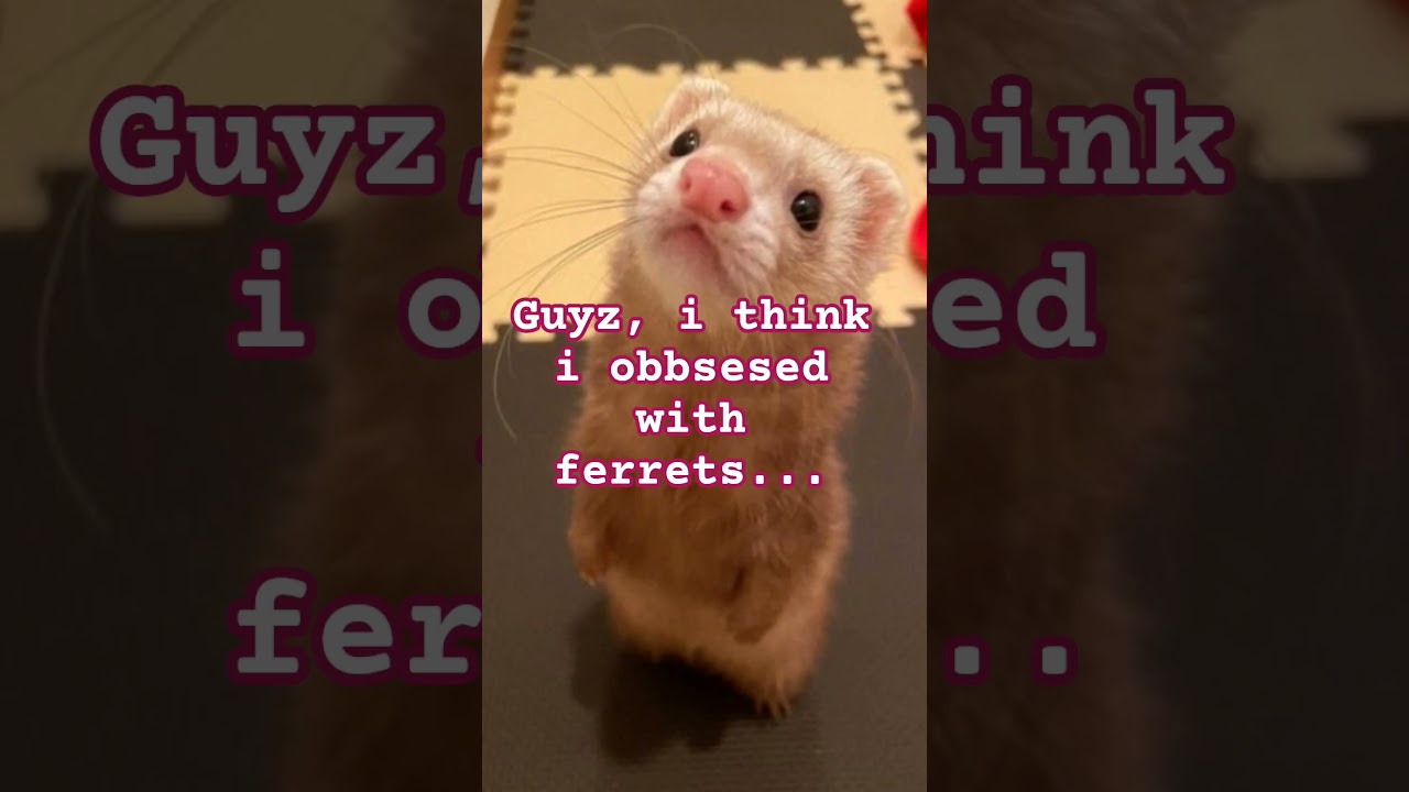 FERRETS :333 
